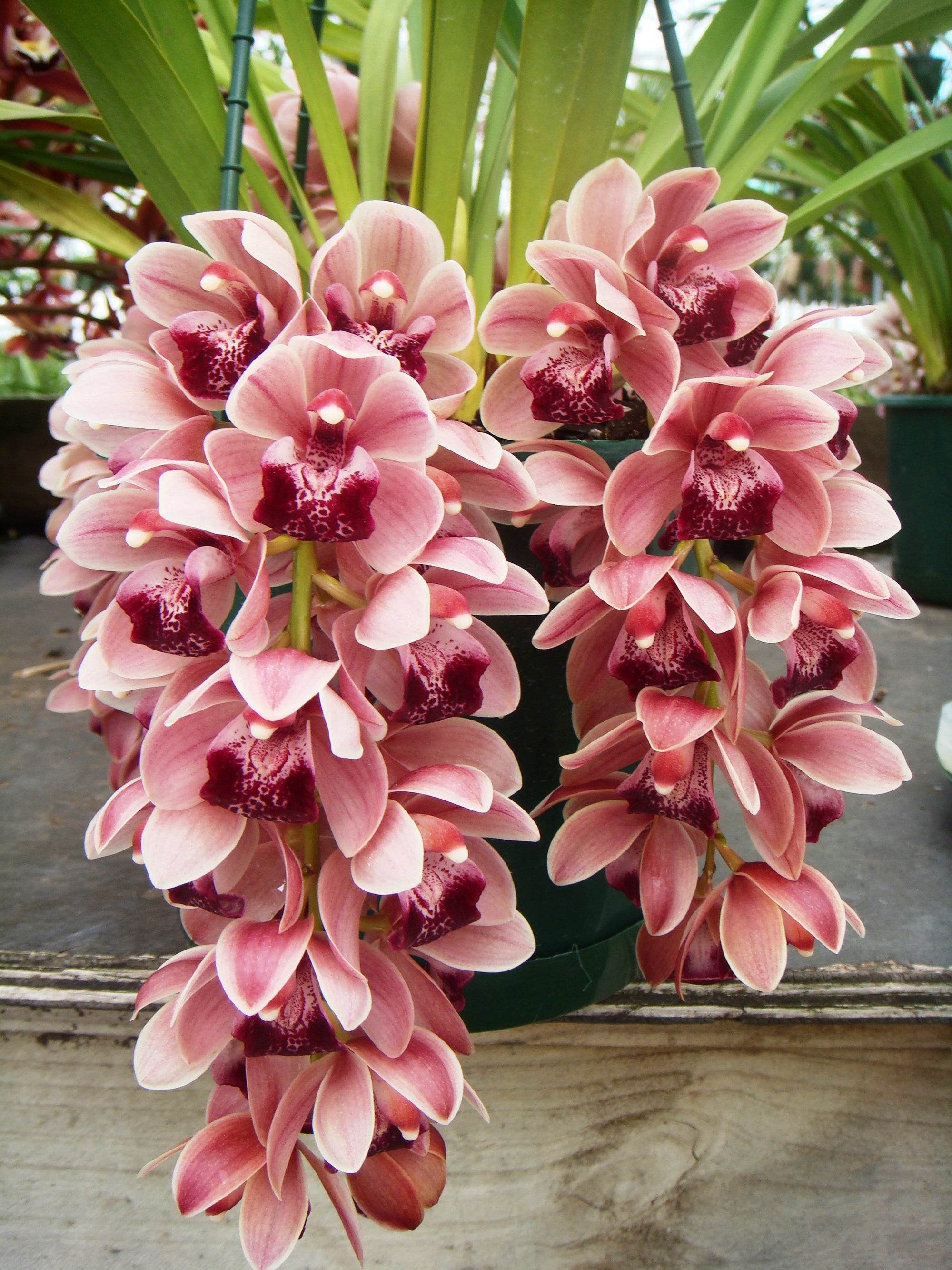 Cymbidium Mary Green 'Cutie Pie'