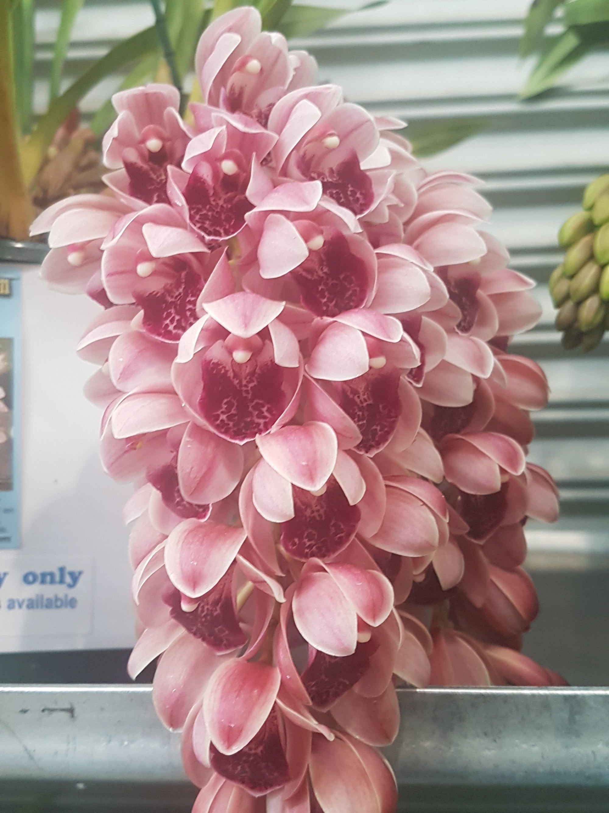 Cymbidium Mary Green 'Cutie Pie'