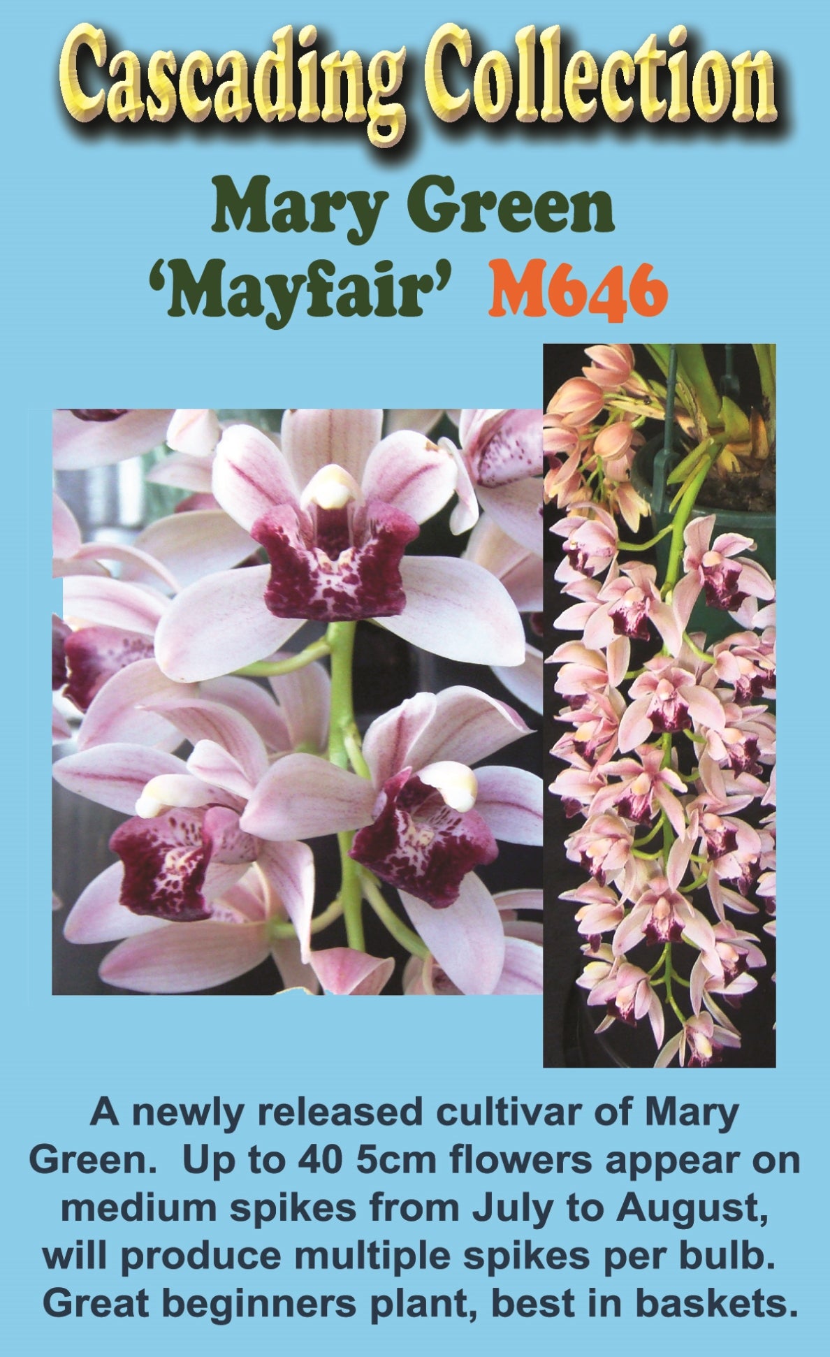 Cymbidium Mary Green 'Mayfair'