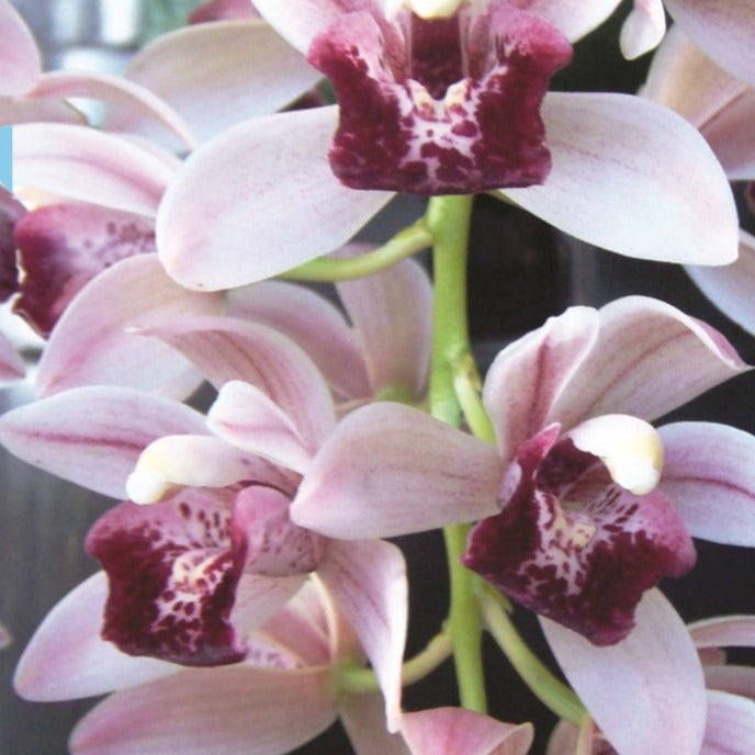 Cymbidium Mary Green 'Mayfair'