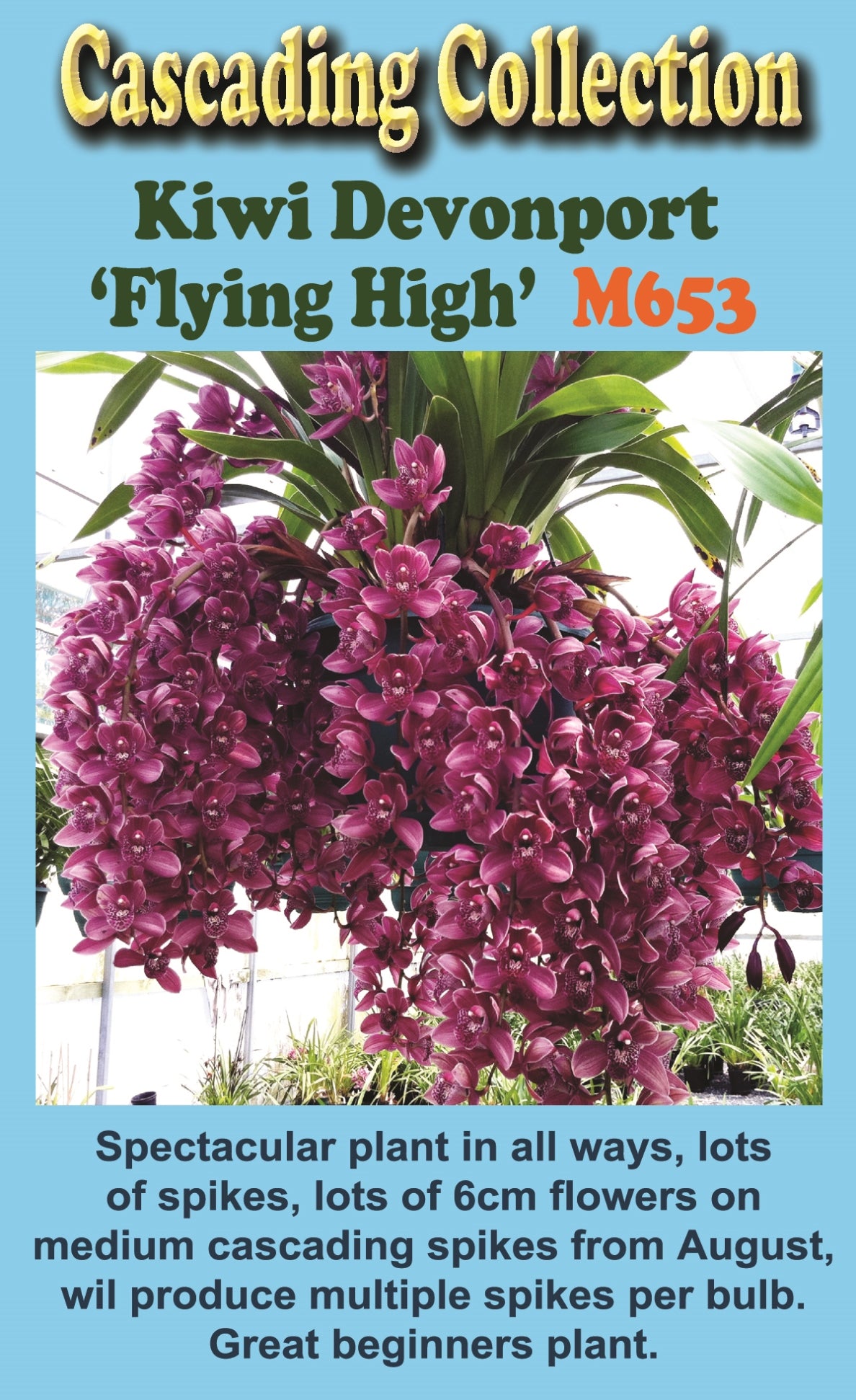 Cymbidium Kiwi Devonport 'Flying High'