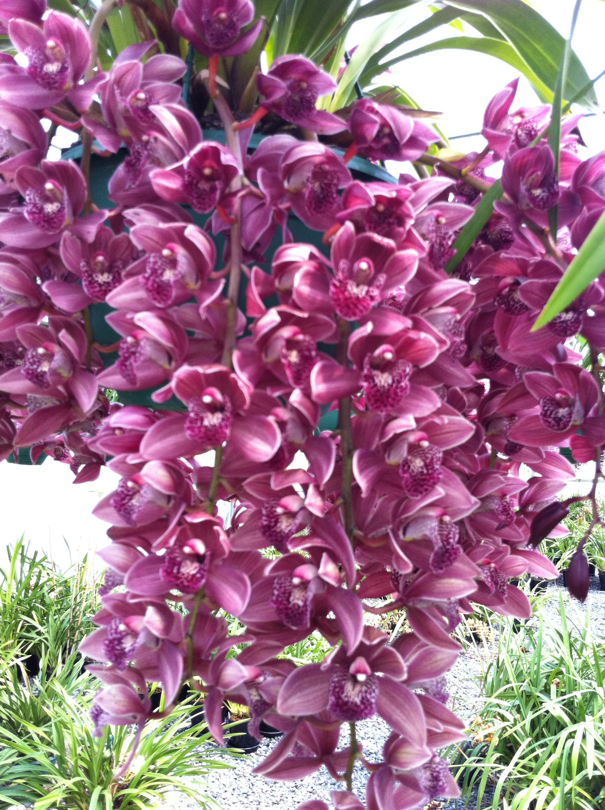 Cymbidium Kiwi Devonport 'Flying High'