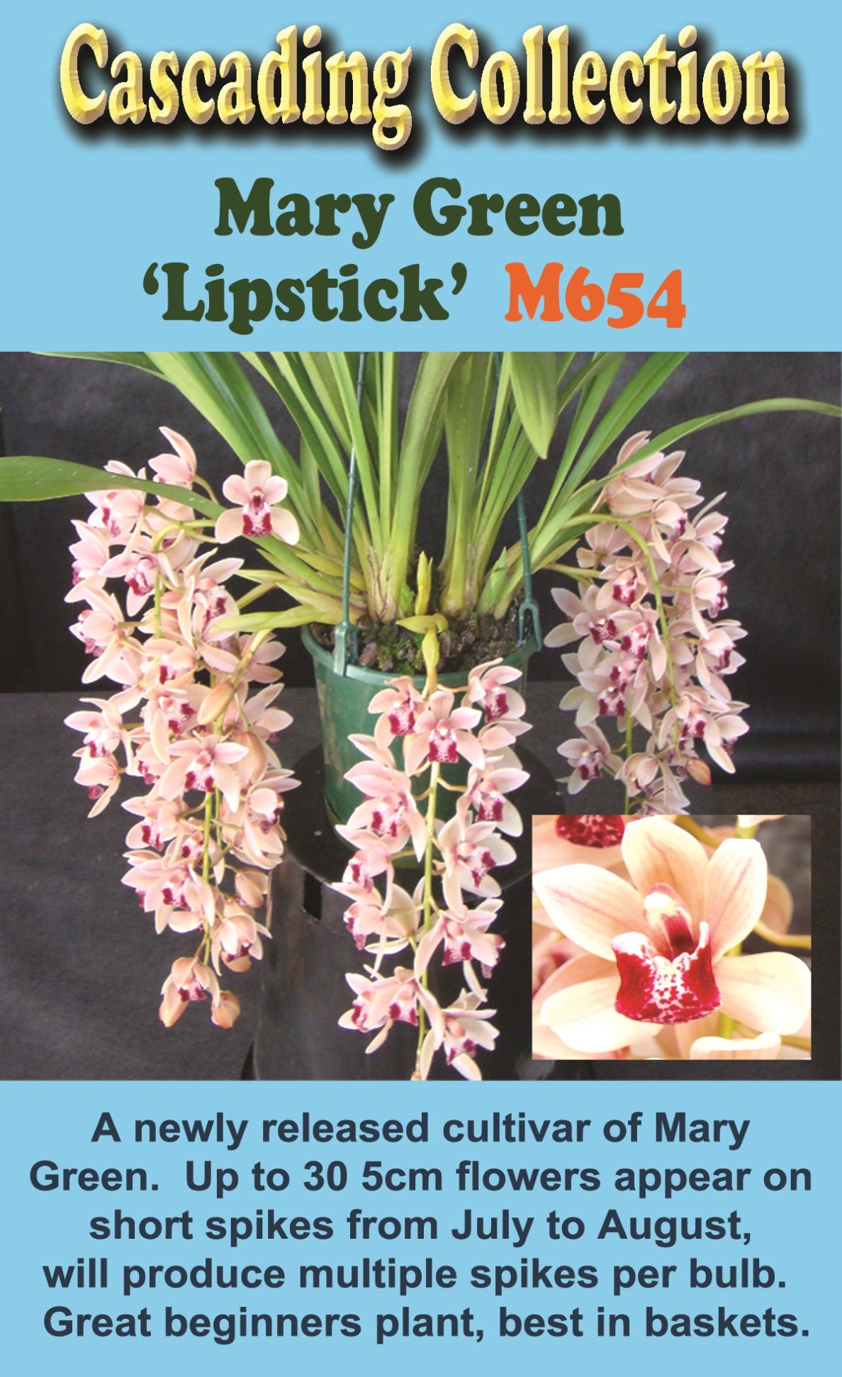 Cymbidium Mary Green 'Lipstick'