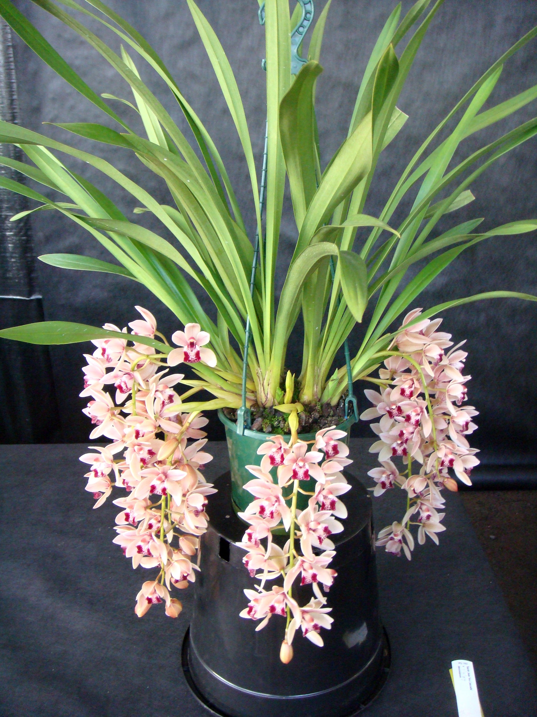 Cymbidium Mary Green 'Lipstick'