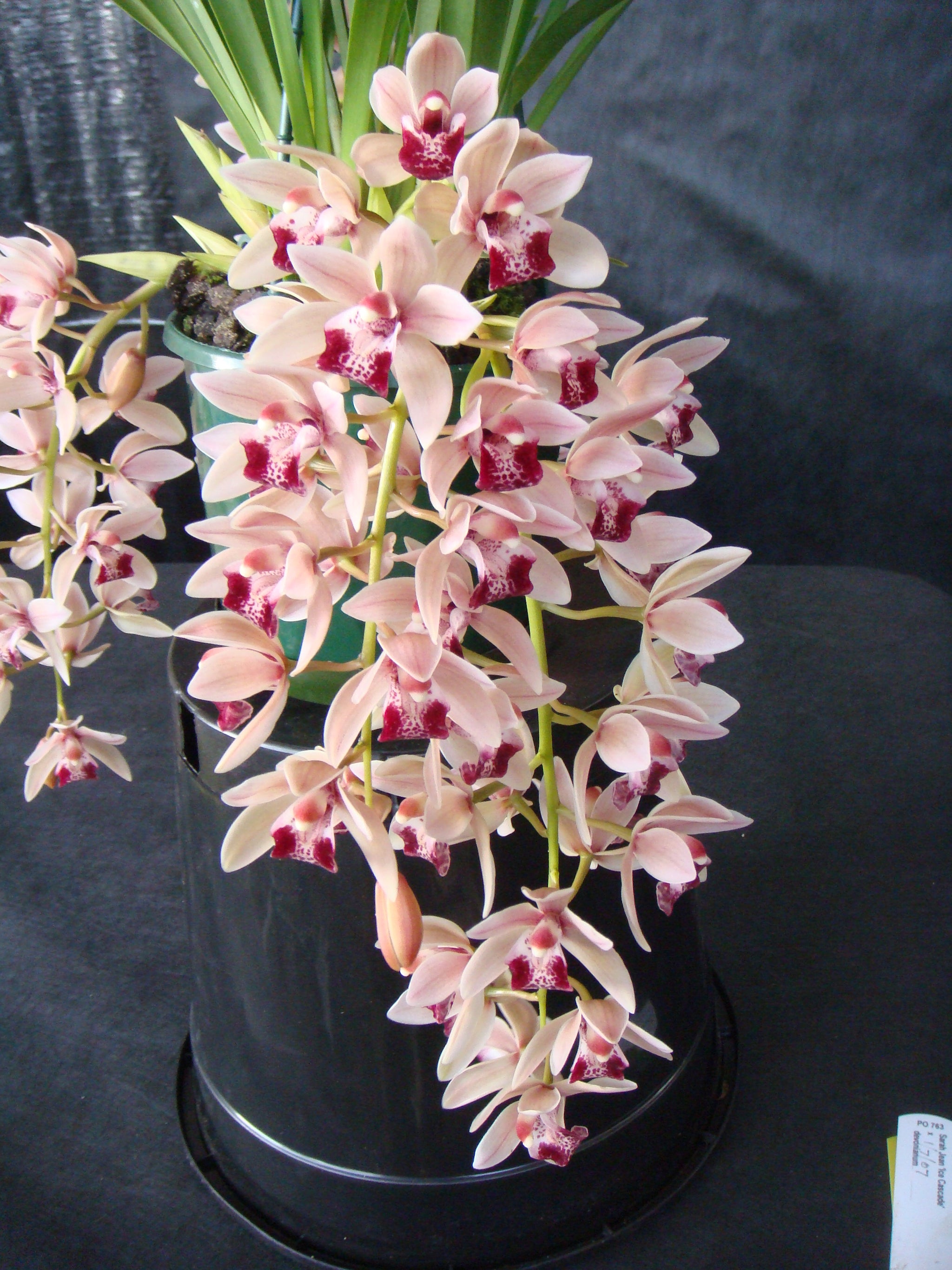 Cymbidium Mary Green 'Lipstick'