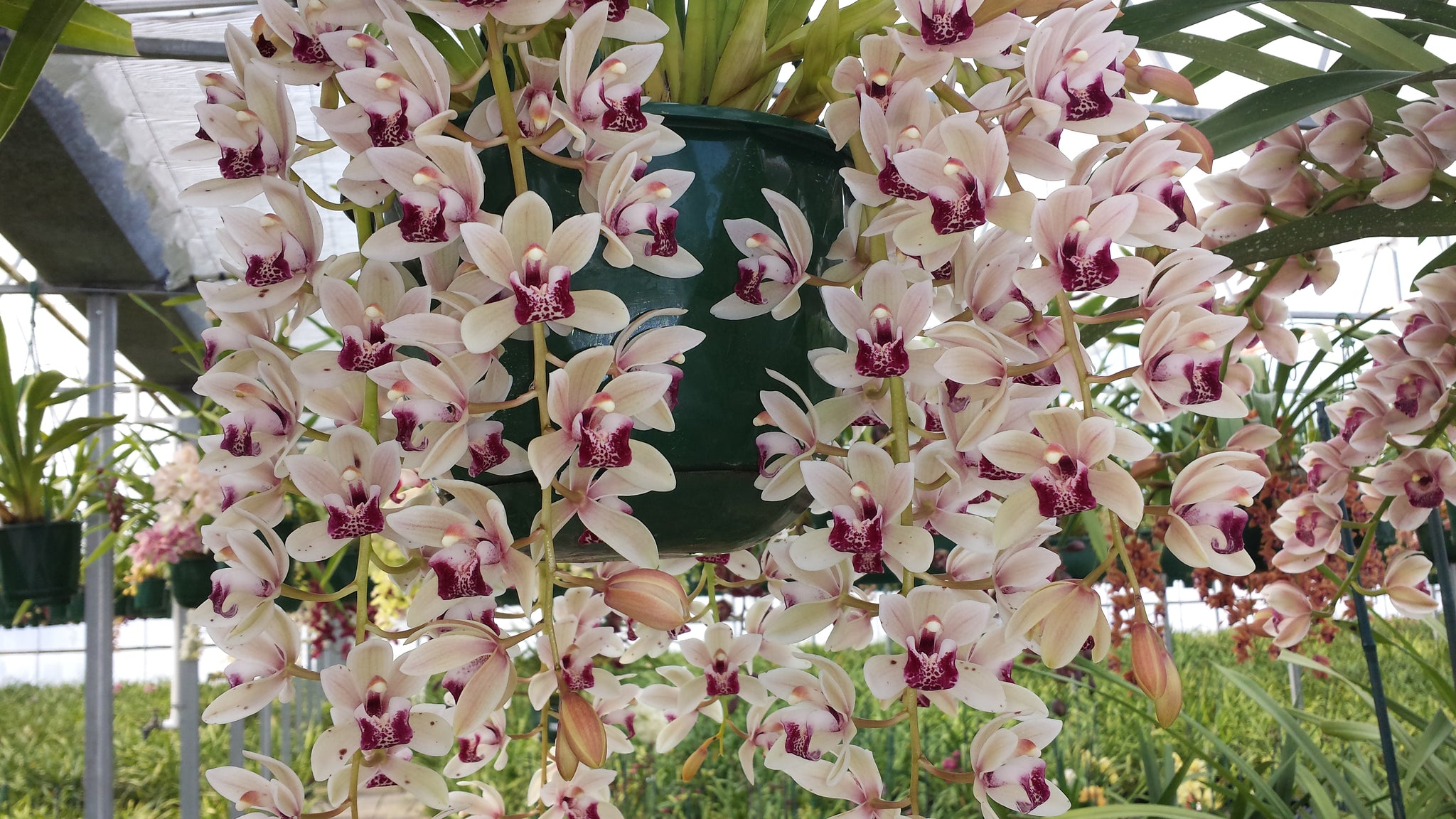 Cymbidium Mary Green 'Lipstick'