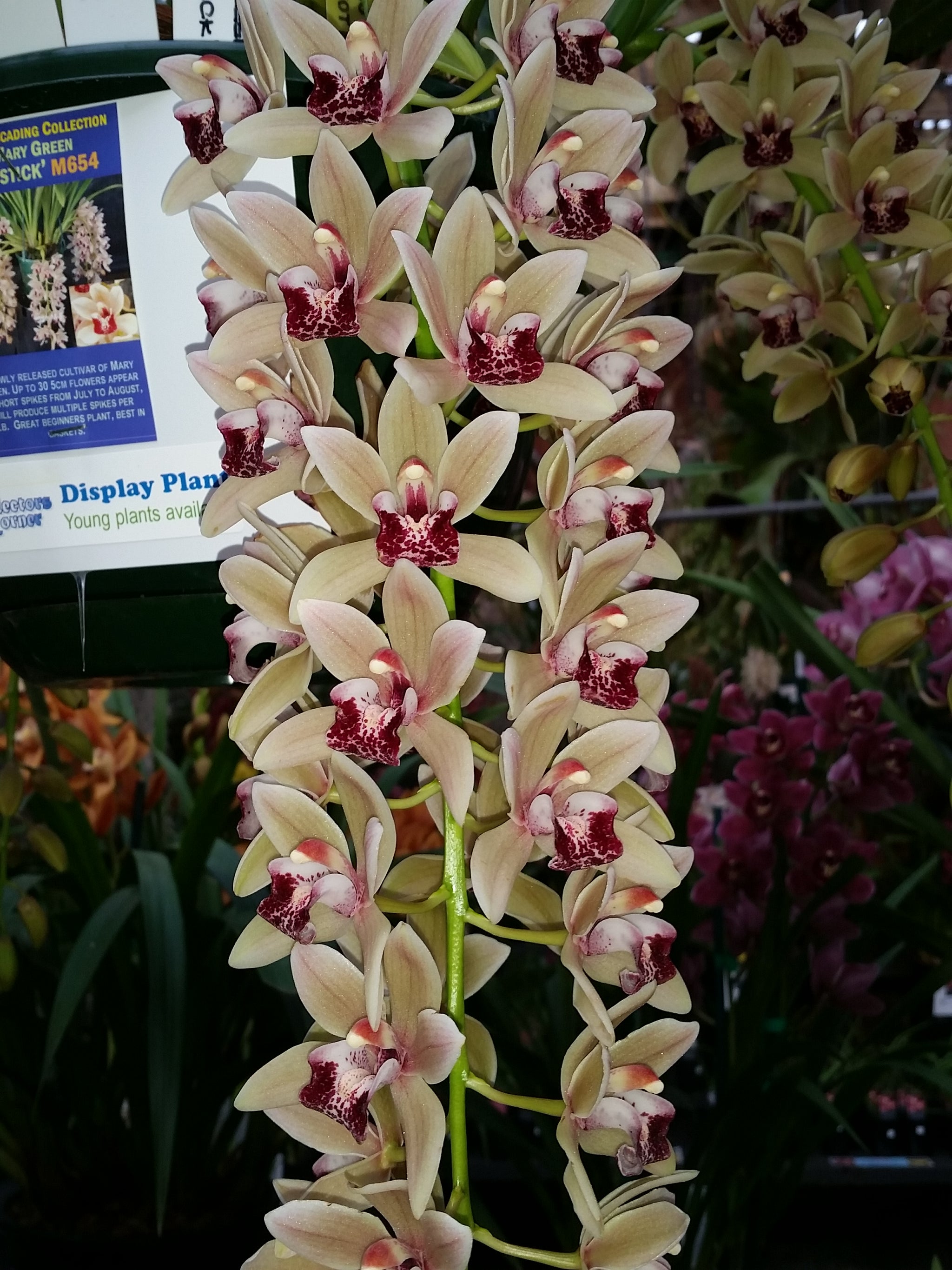 Cymbidium Mary Green 'Lipstick'