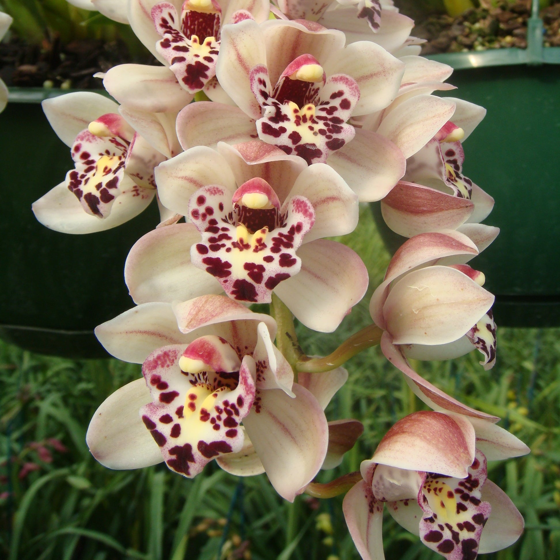 Cymbidium Paradisian Surprise 'Dotty Lip'