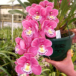 Cymbidium Pocket Rocket 'Mathew James'