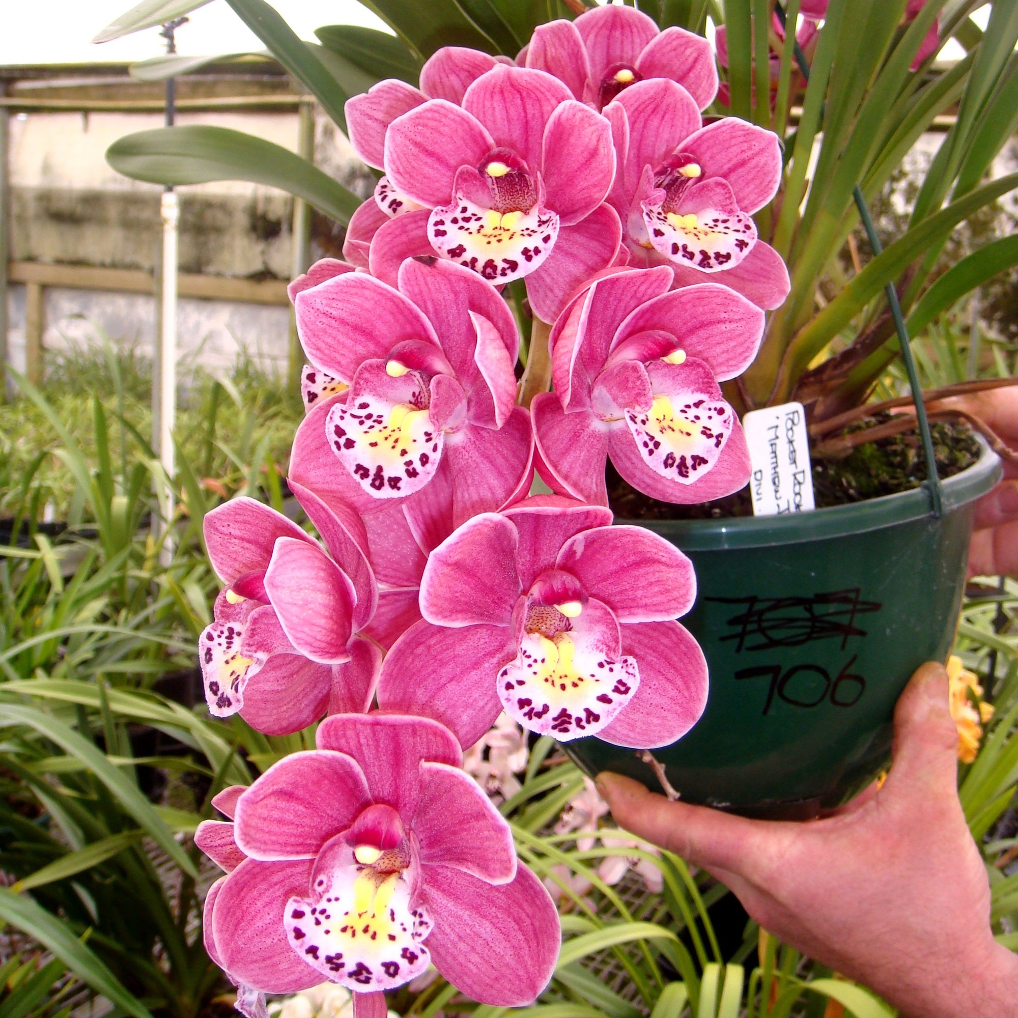 Cymbidium Pocket Rocket 'Mathew James'