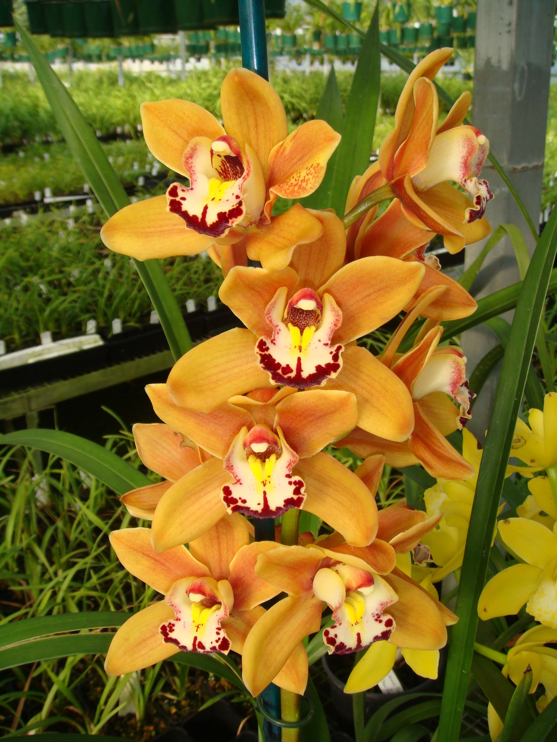 Cymbidium Stone Free 'Golden Tower' Upright