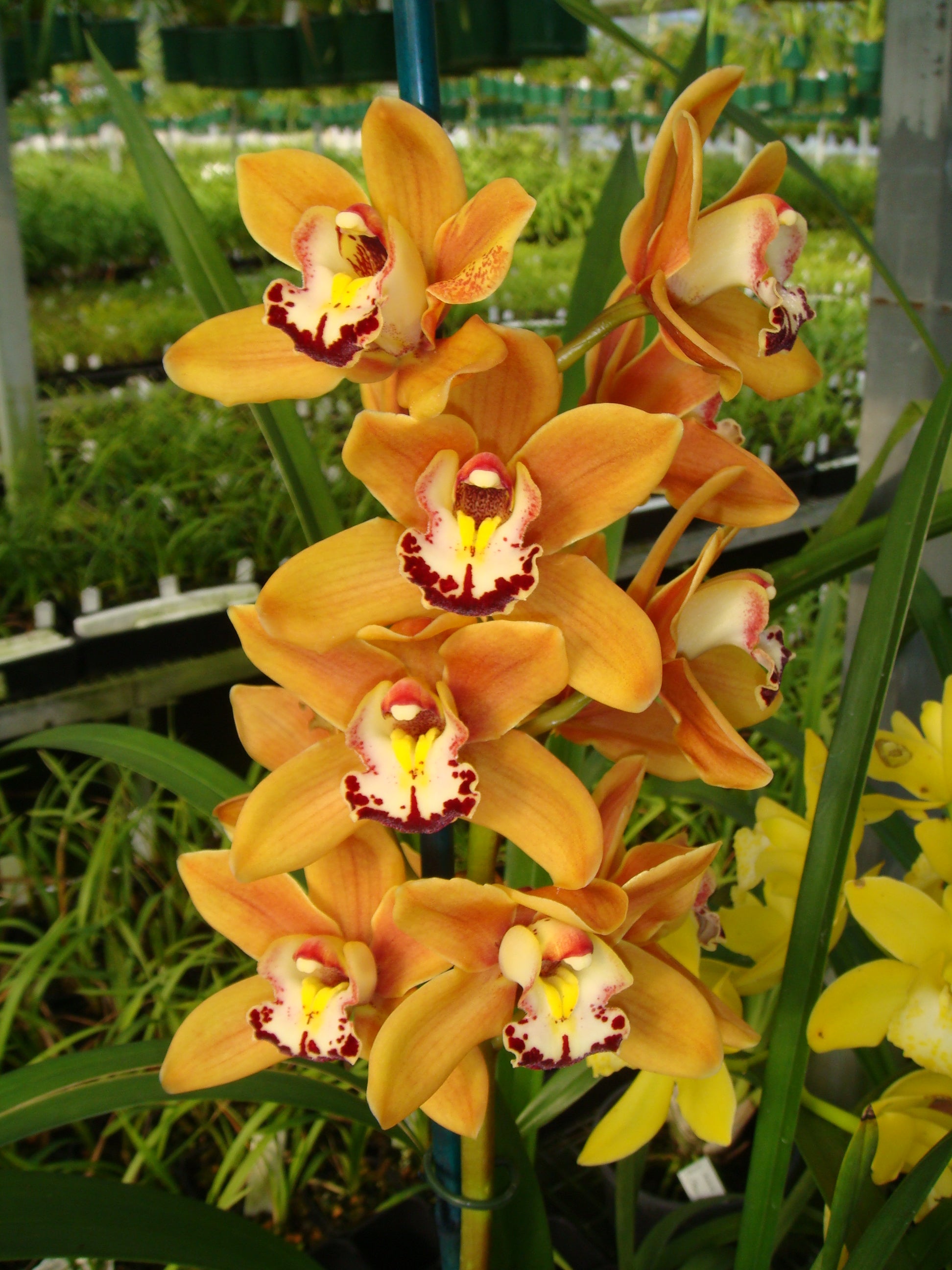 Cymbidium Stone Free 'Golden Tower' Upright