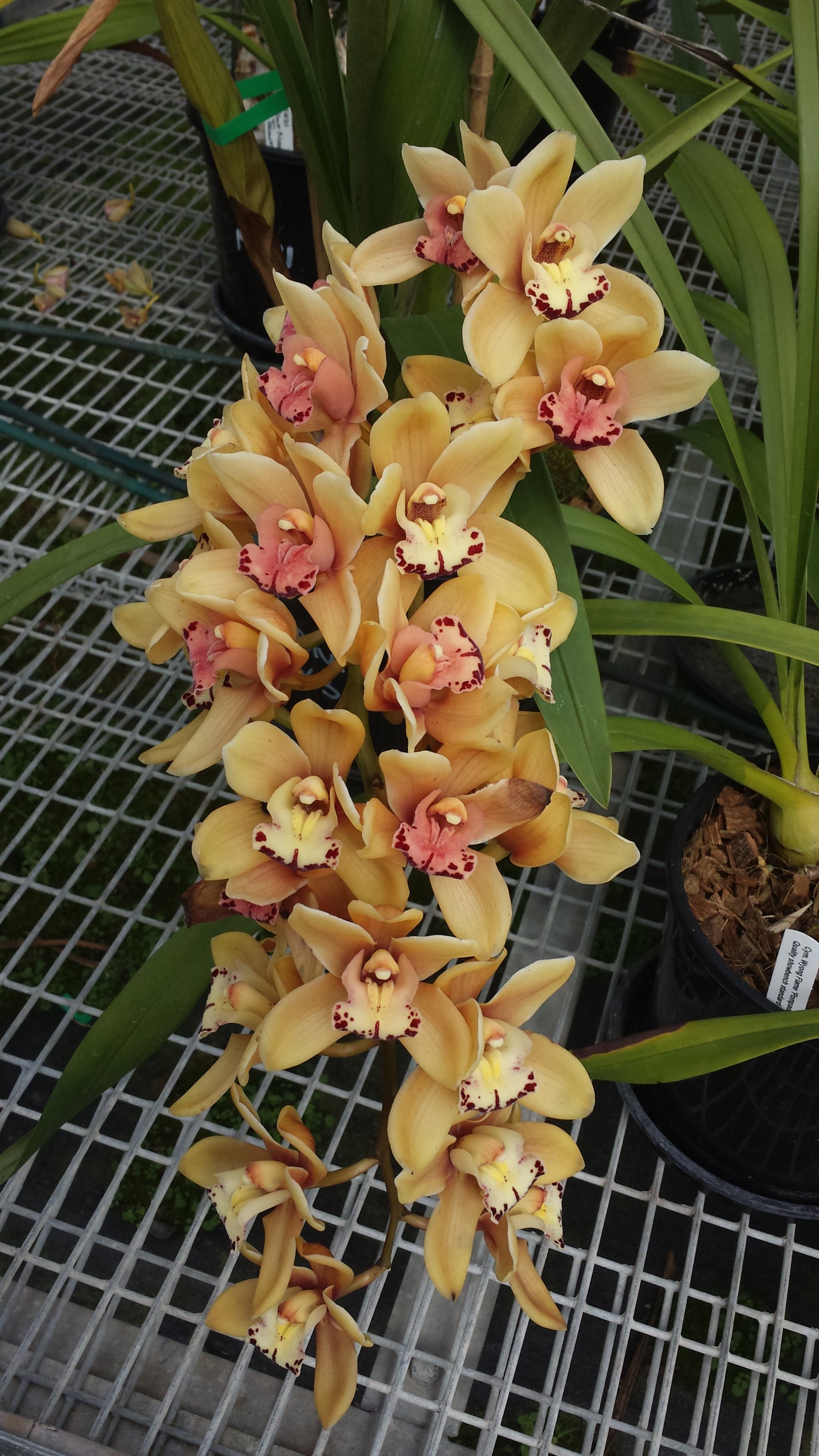 Cymbidium Stone Free 'Golden Tower' Upright