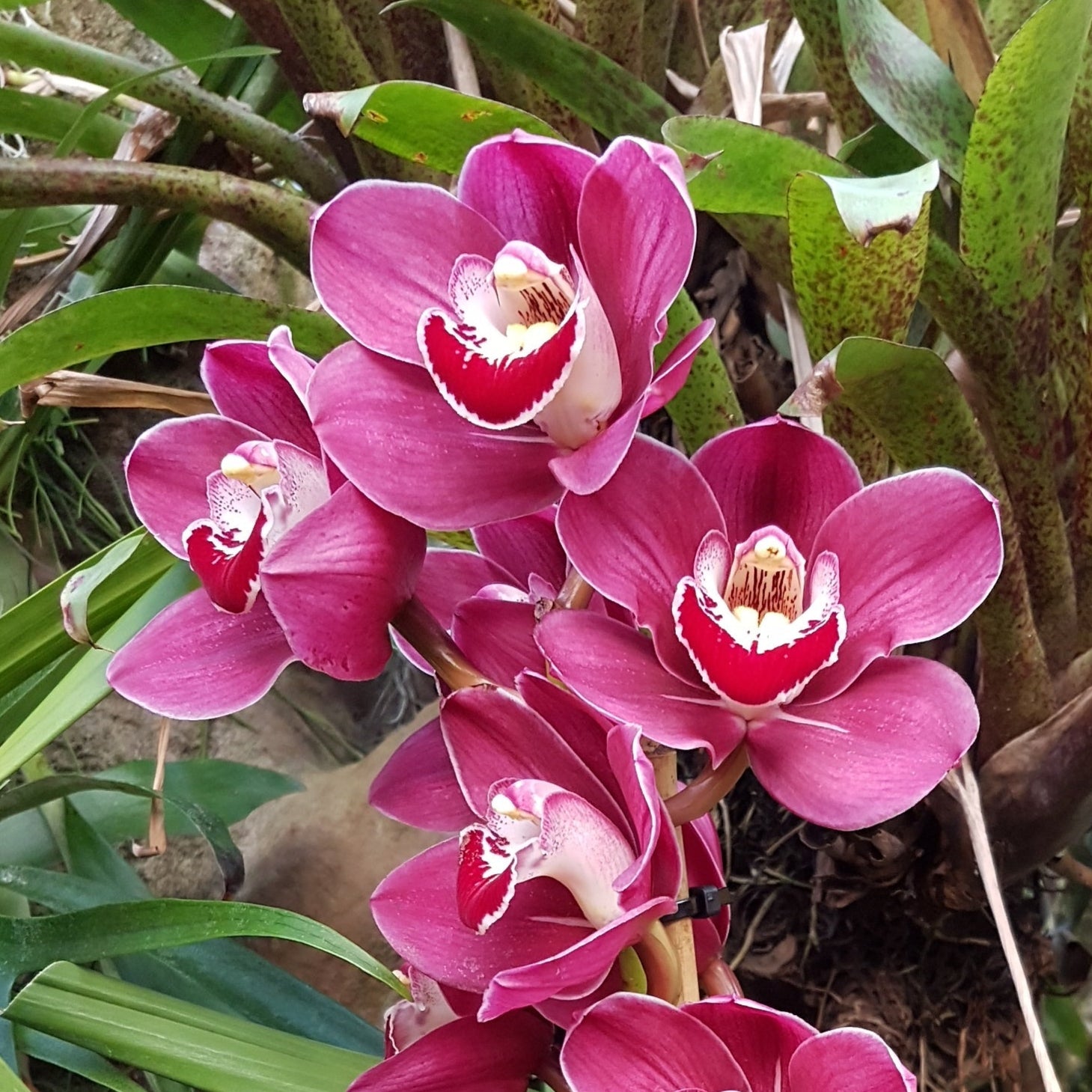 Cymbidium Rotorua Rose 4N