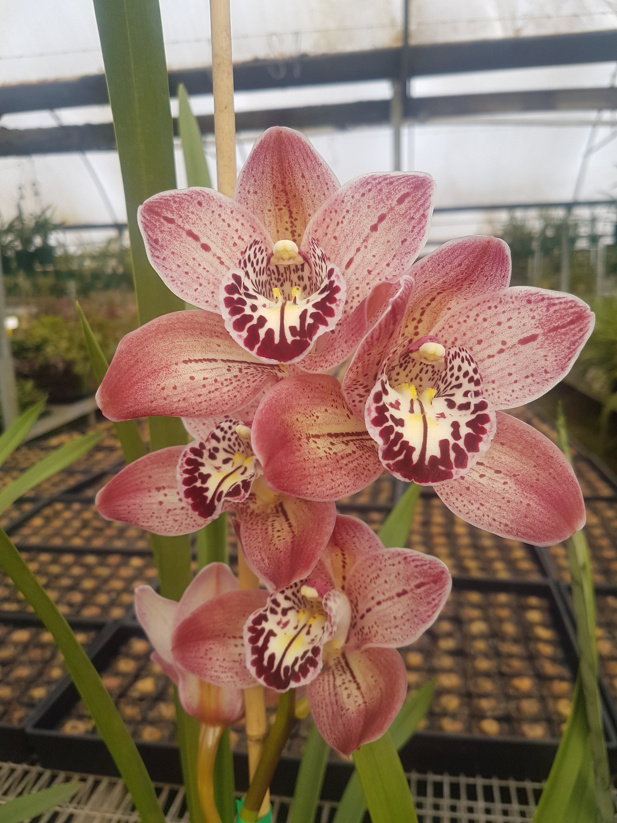 Cymbidium Lady Angela 'Redvale' – Long-Lasting Pink Standard ...