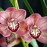 Cymbidium Lady Angela 'Redvale'