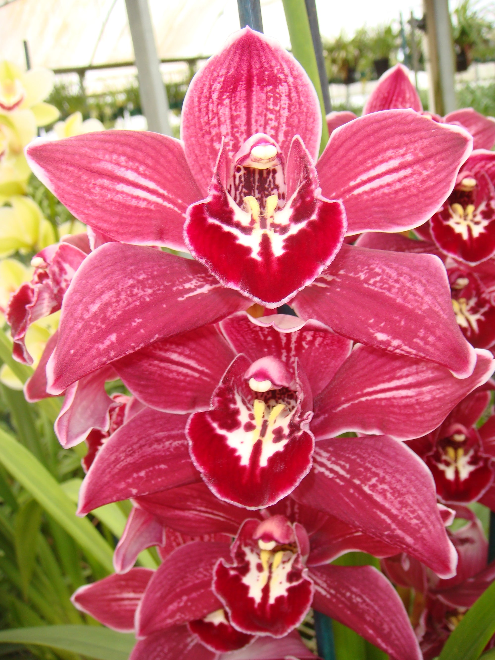 Cymbidium Mini Claret 'Royal Reserve'