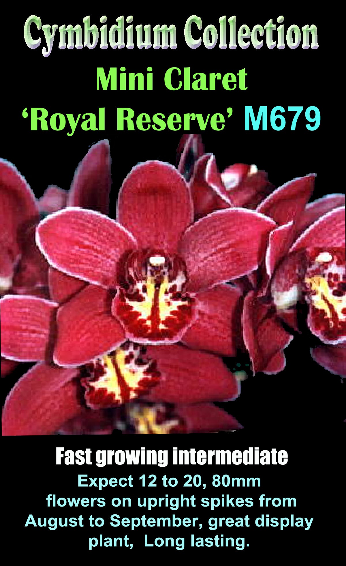 Cymbidium Mini Claret 'Royal Reserve'