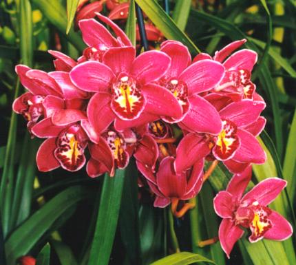 Cymbidium Mini Claret 'Royal Reserve'