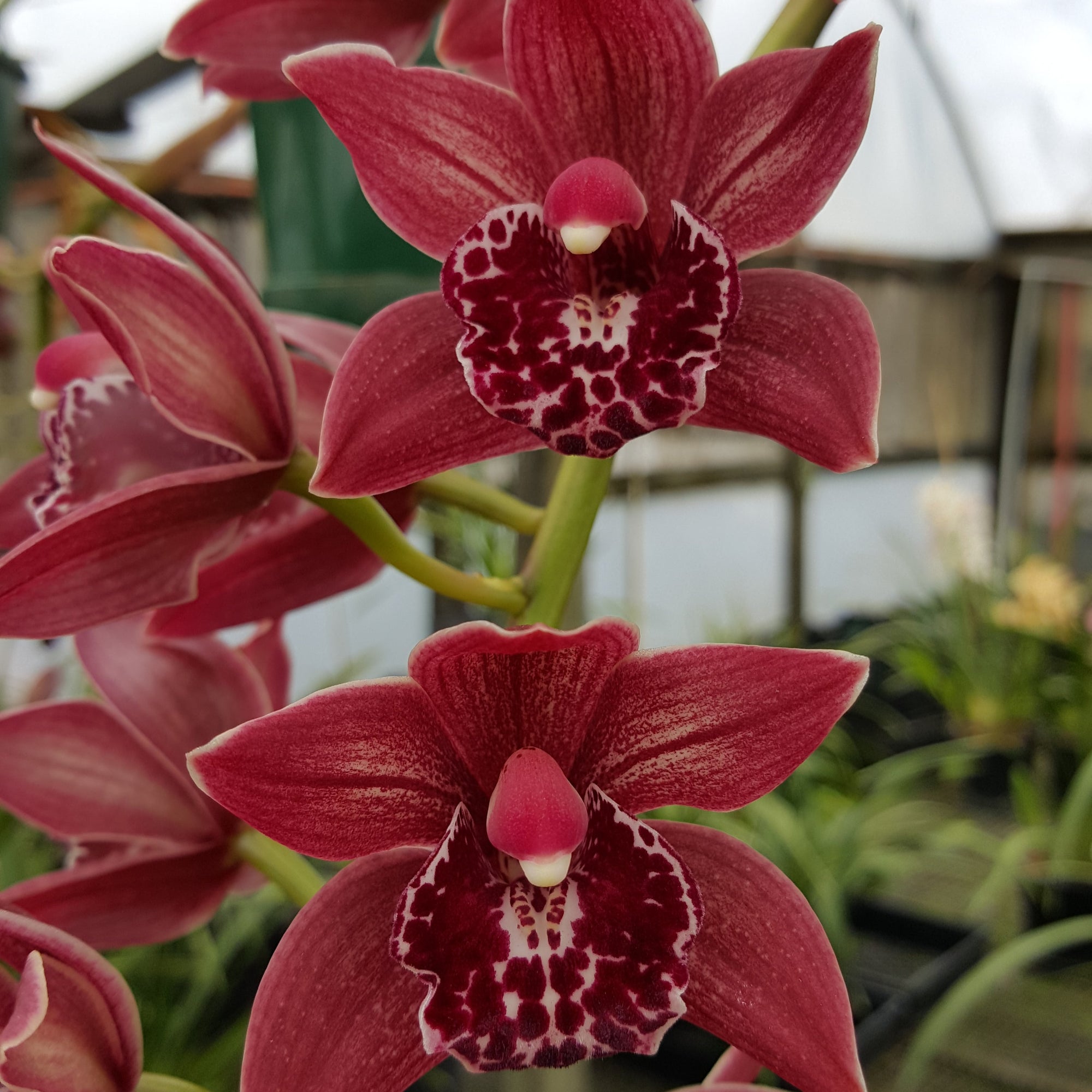 Cymbidium Paradisian Planet 'Nebula'