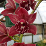 Cymbidium Paradisian Planet 'Nebula'