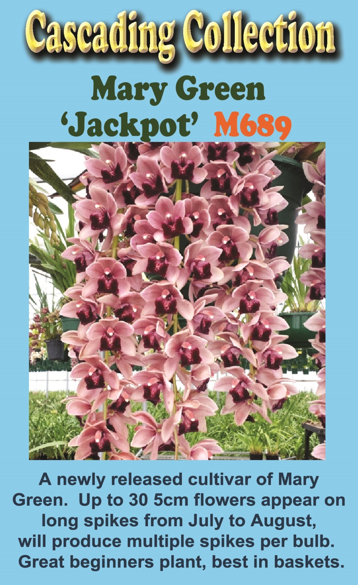 Cymbidium Mary Green 'Jackpot'