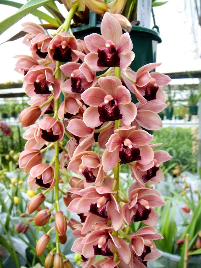 Cymbidium Mary Green 'Jackpot'