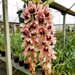 Cymbidium Mary Green 'Jackpot'