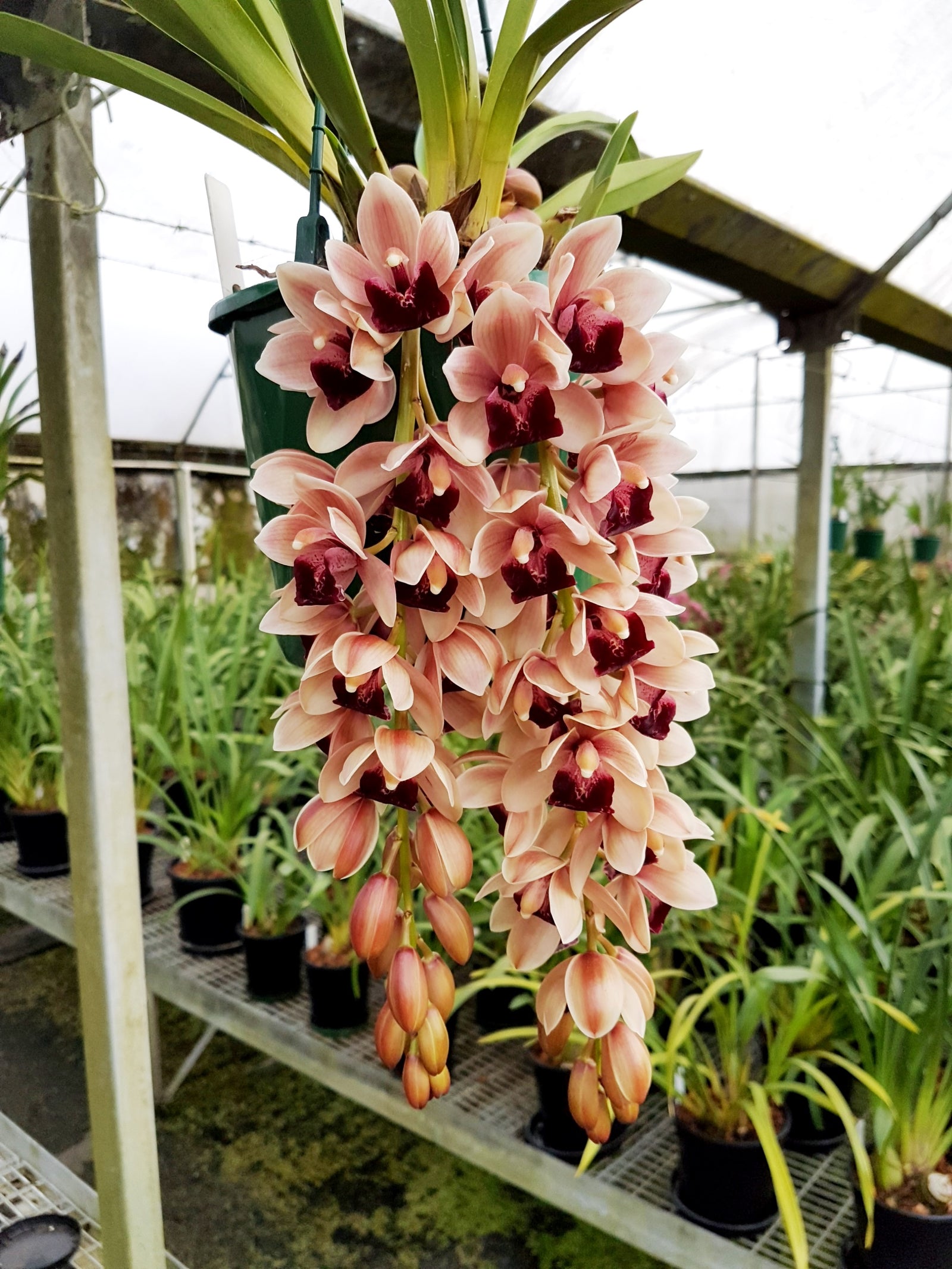 Cymbidium Mary Green 'Jackpot' M689