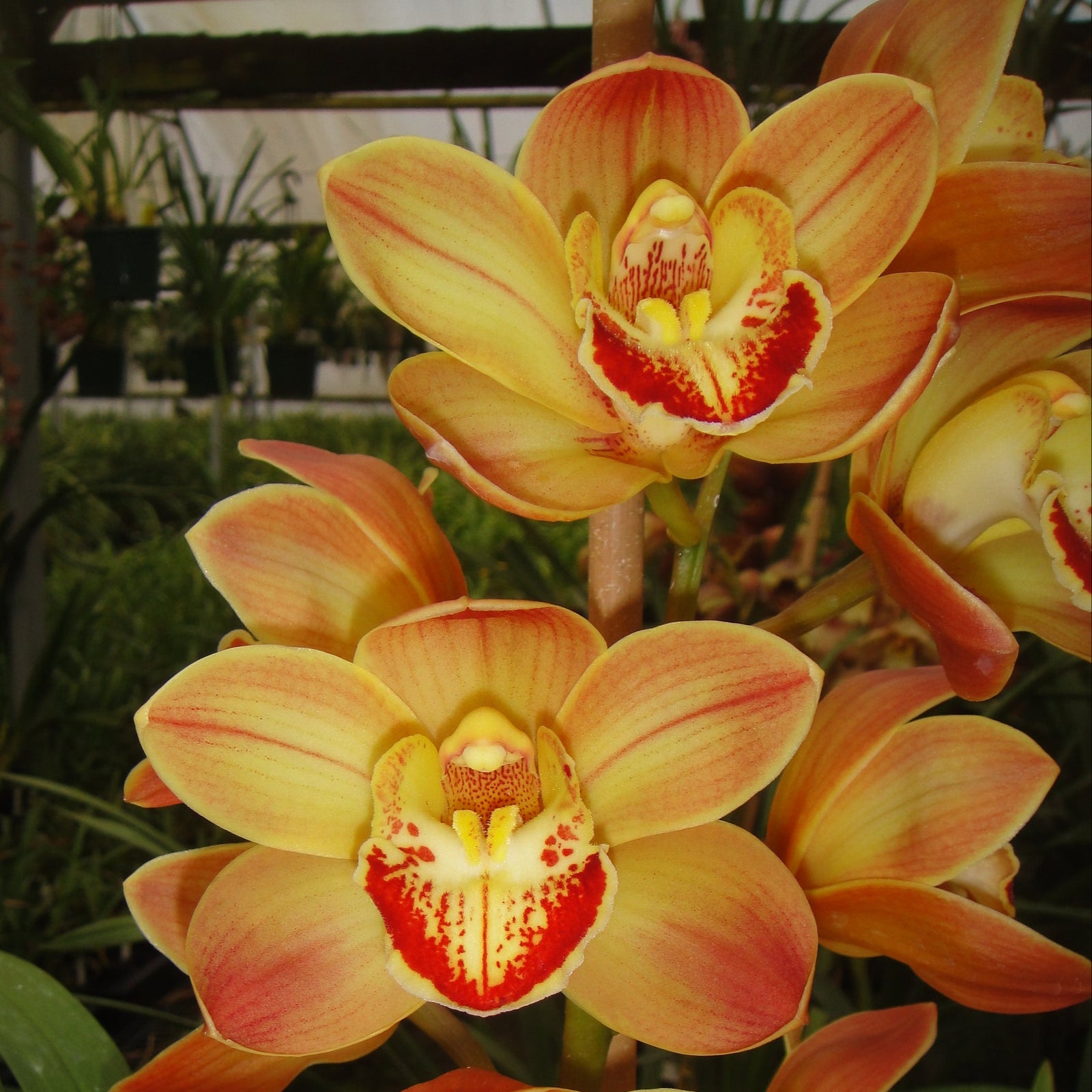 Cymbidium Wallacia 'Burnt Gold' x Sleeping Nymph