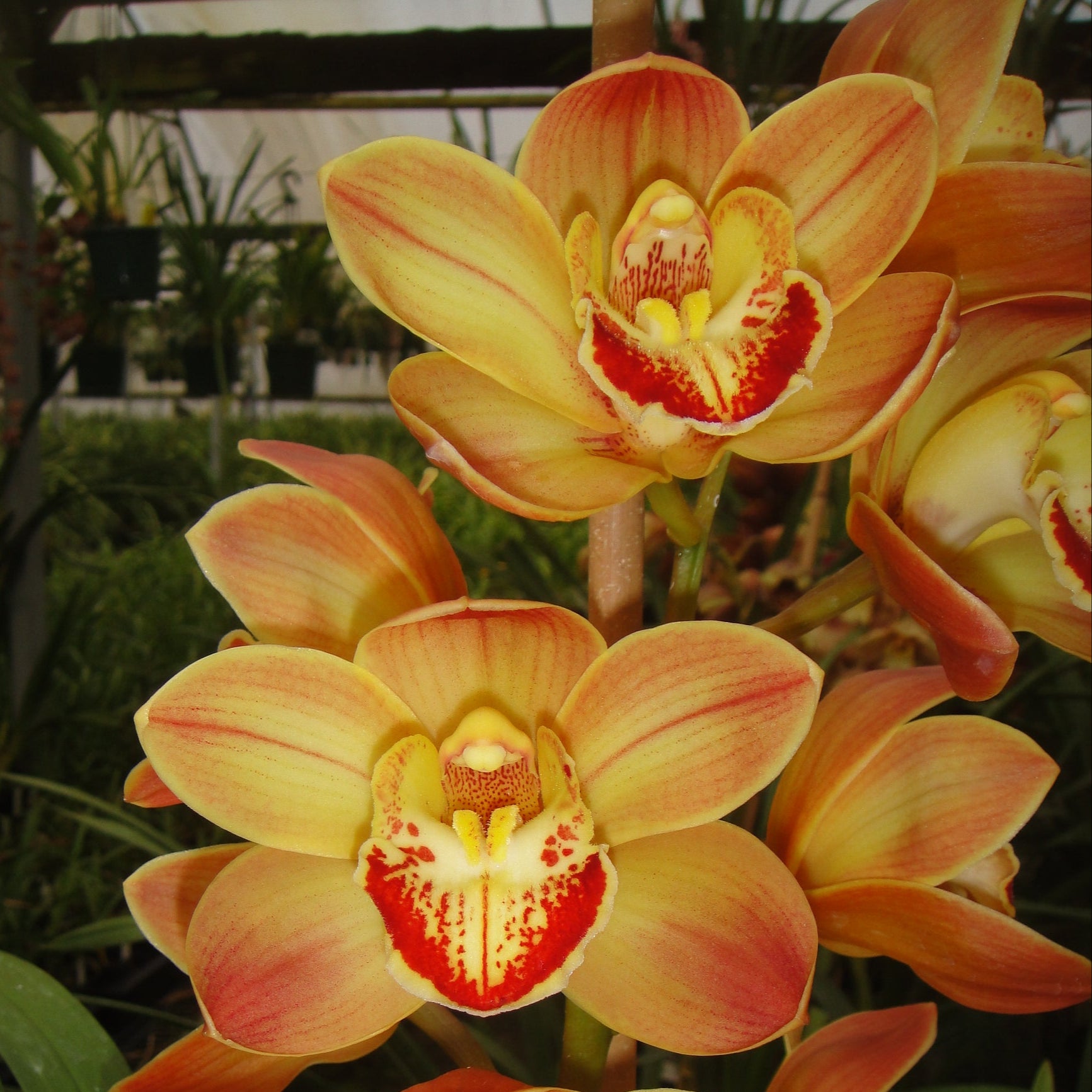 Cymbidium Wallacia 'Burnt Gold' x Sleeping Nymph