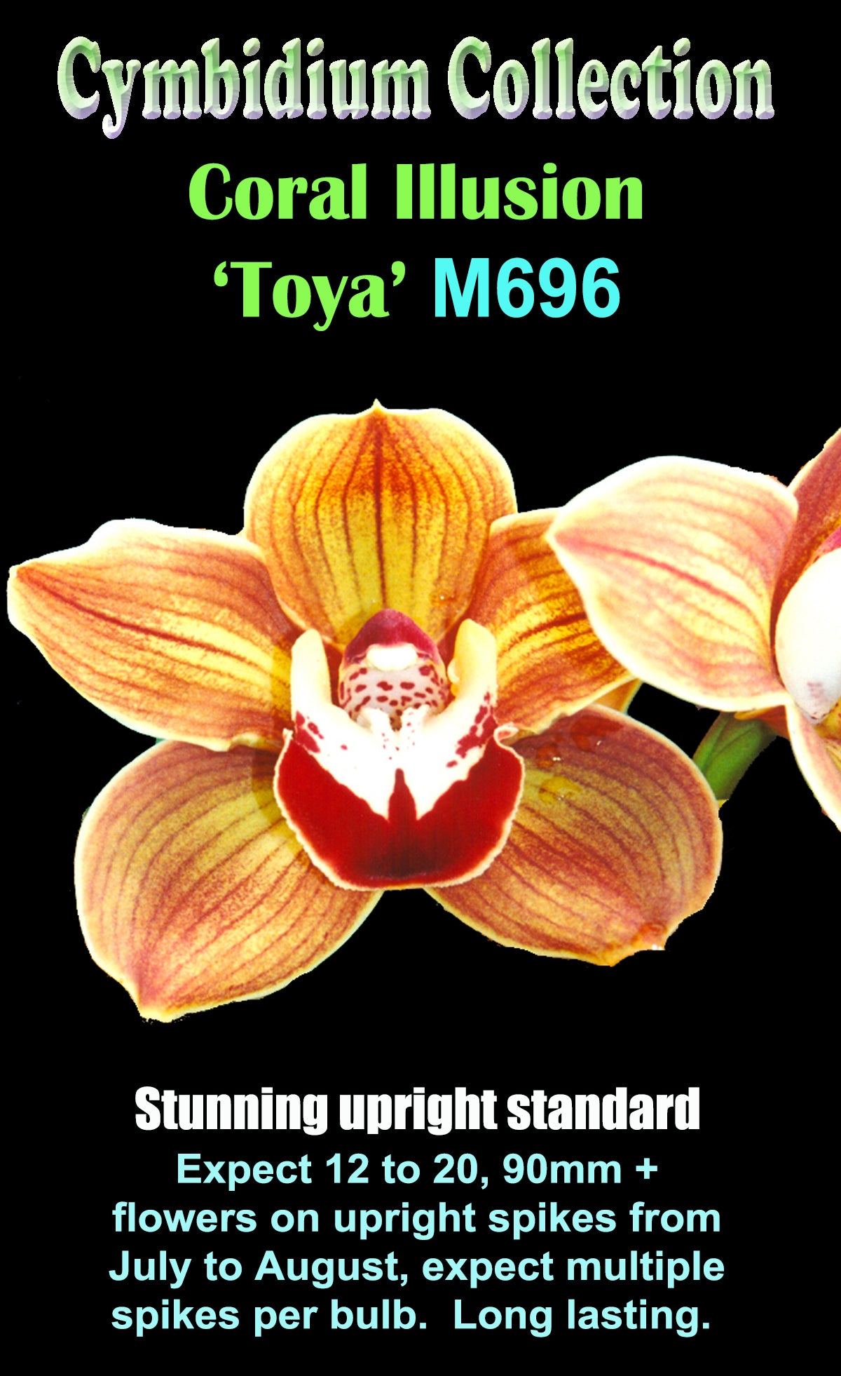 Cymbidium Coral Illusion Toya