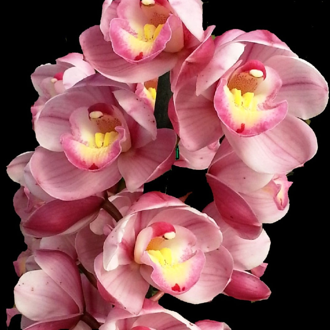 Cymbidium Lucky Gloria 'Fukunokami'