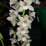 Cymbidium Love the Moon 'Milky Way'