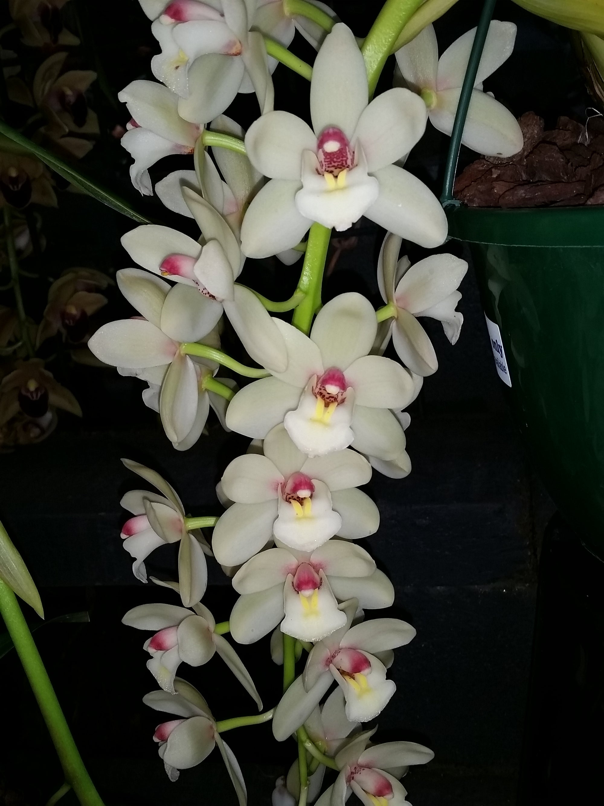 Cymbidium Love the Moon 'Milky Way'