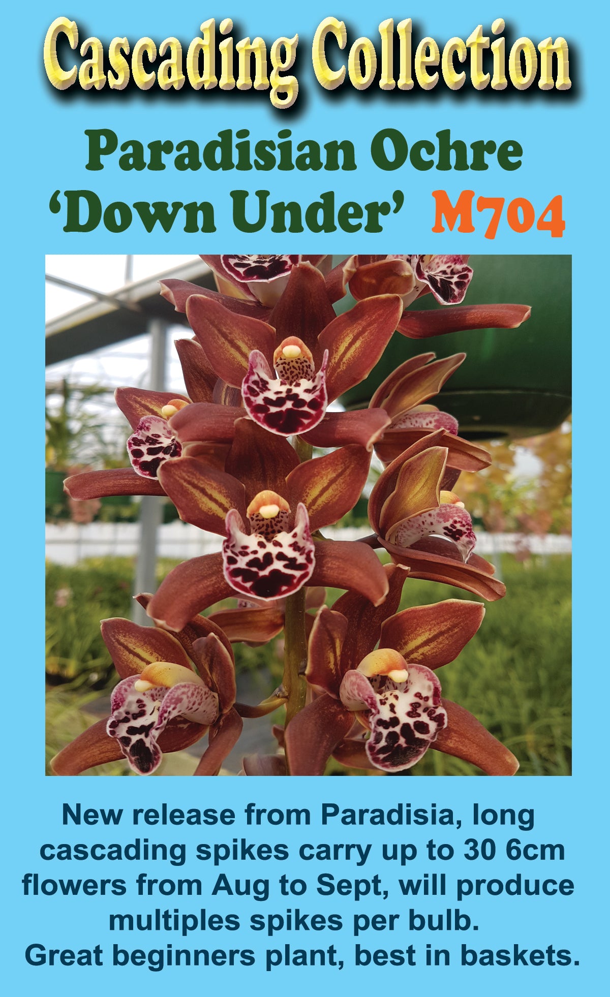 Cymbidium Paradisian ochre 'Down Under'