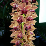 Cymbidium Mary Green 'Copper Pot'