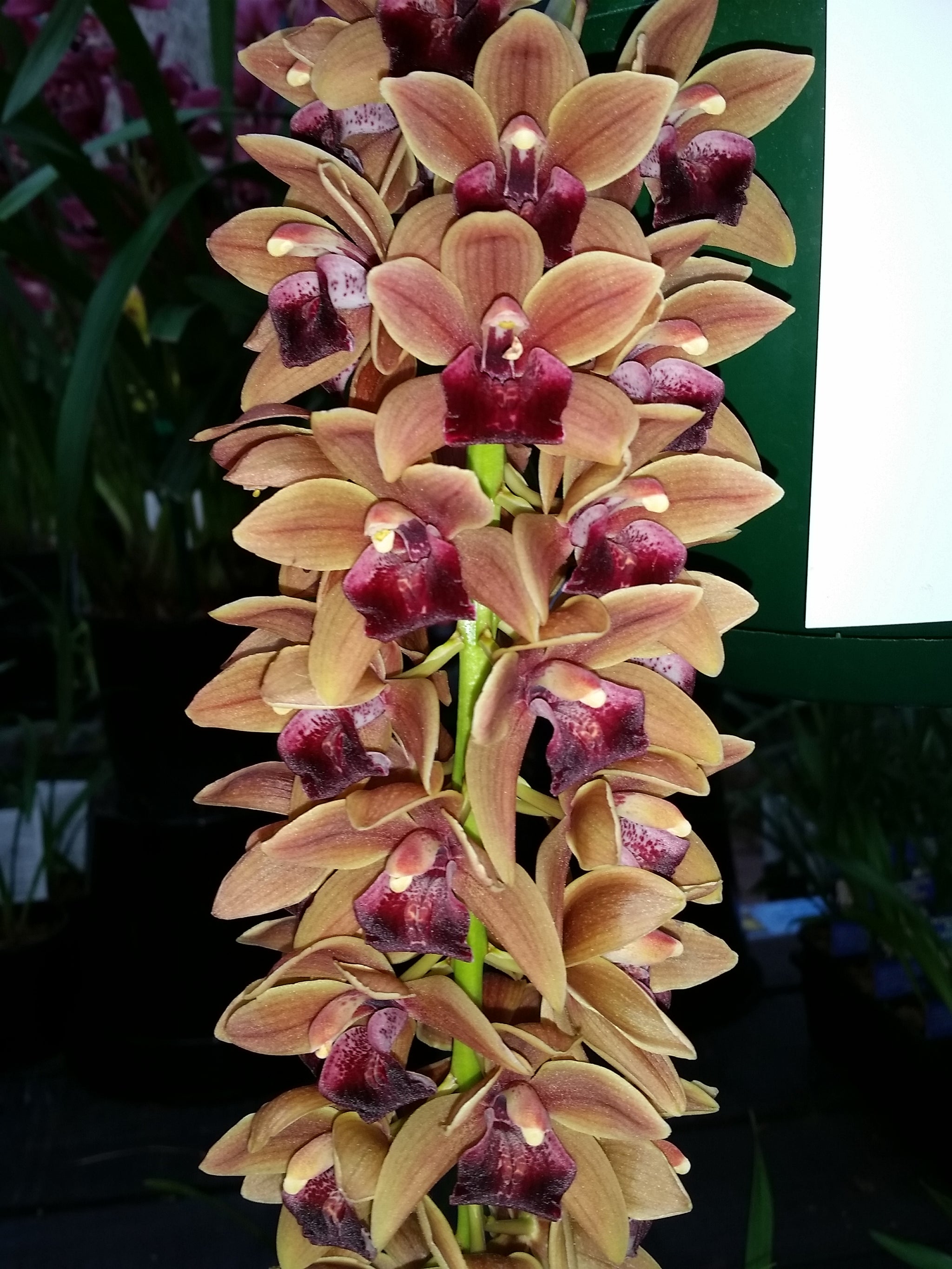 Cymbidium Mary Green 'Copper Pot'