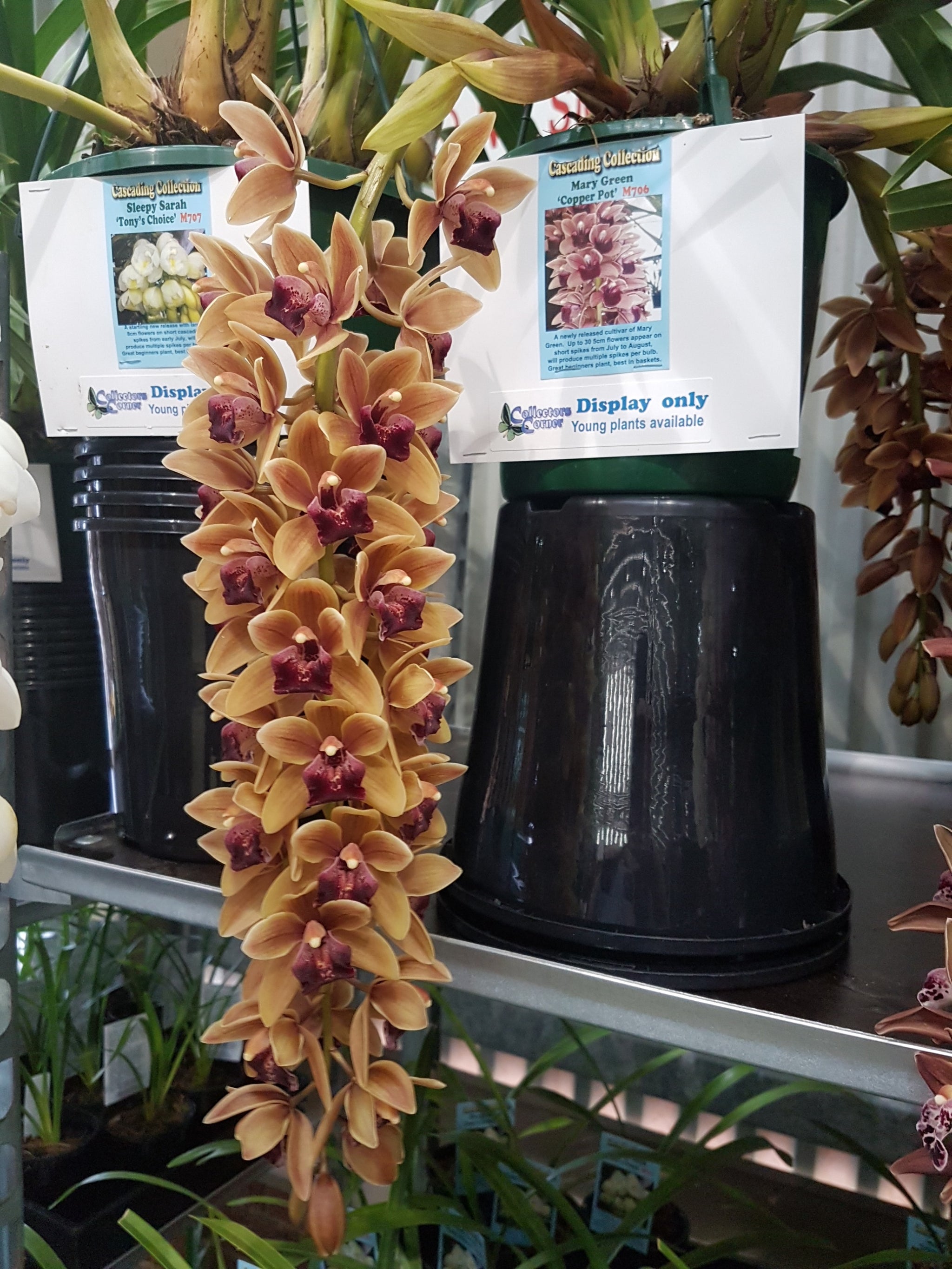 Cymbidium Mary Green 'Copper Pot'