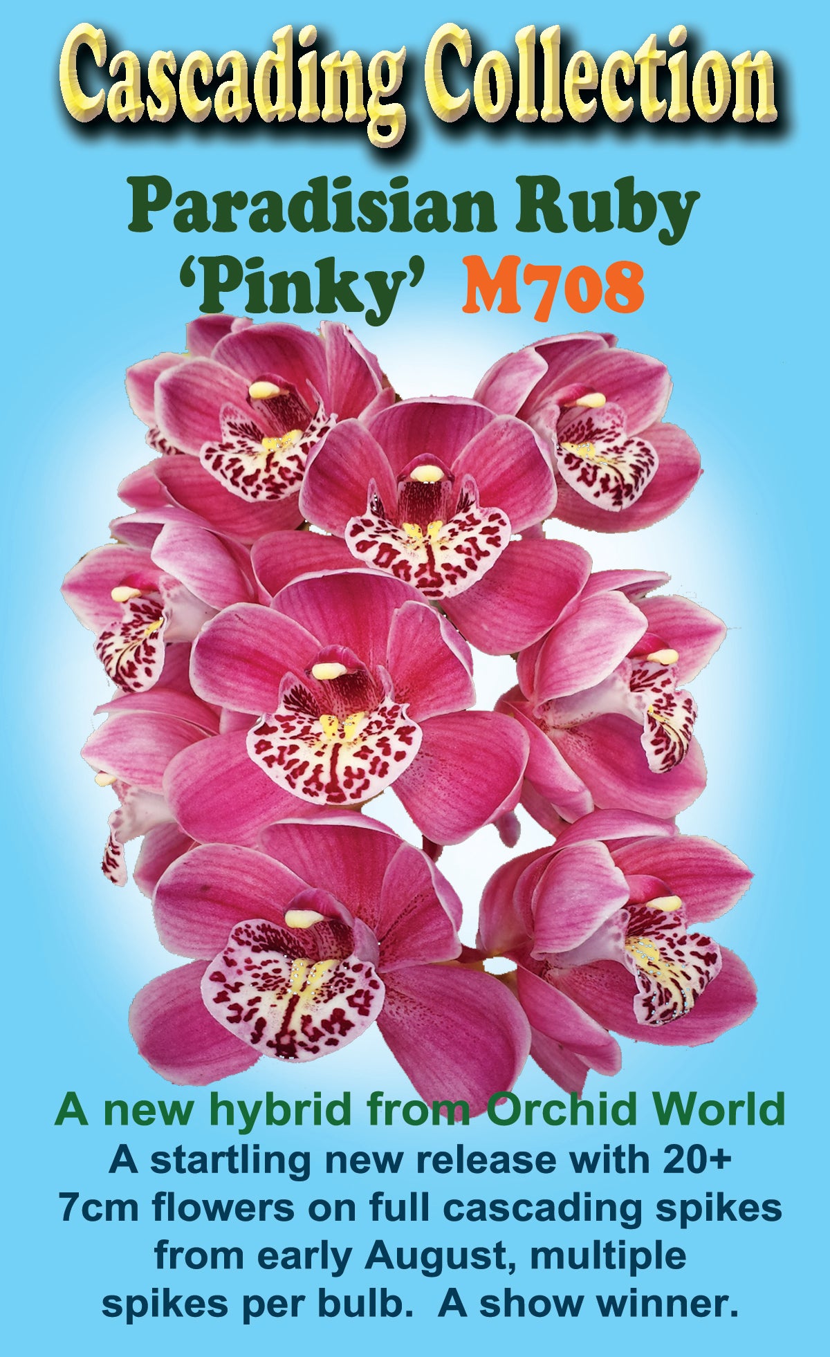 Cymbidium Paradisian Ruby 'Pinky' Pendulous