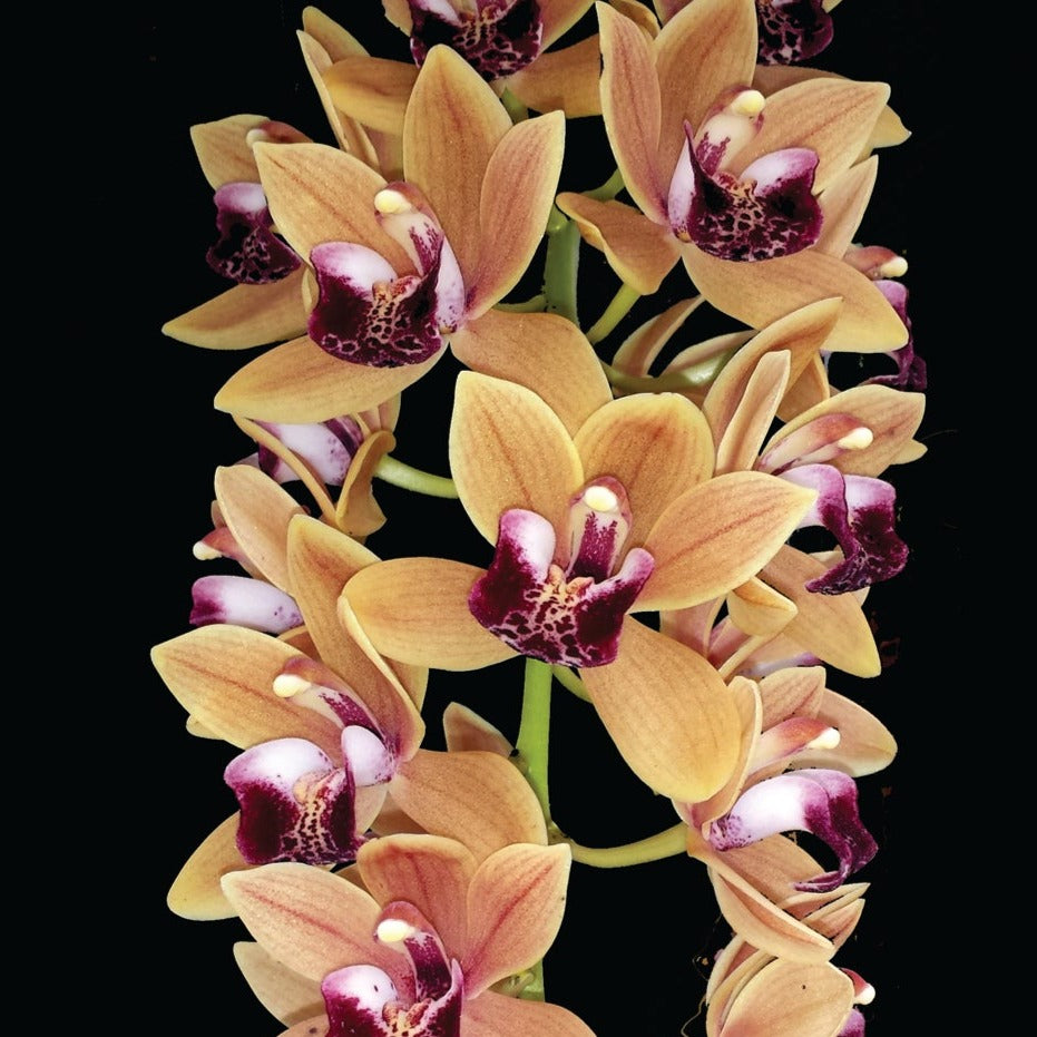 Cymbidium Mary Green 'Regency Street'