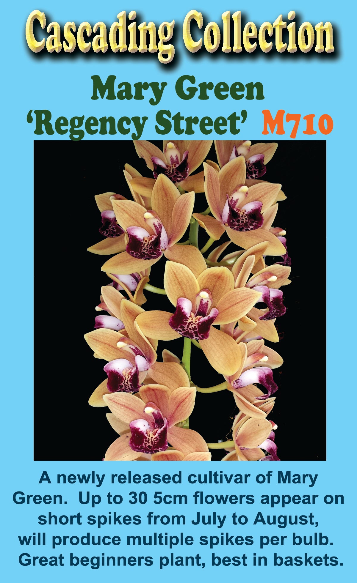 Cymbidium Mary Green 'Regency Street'