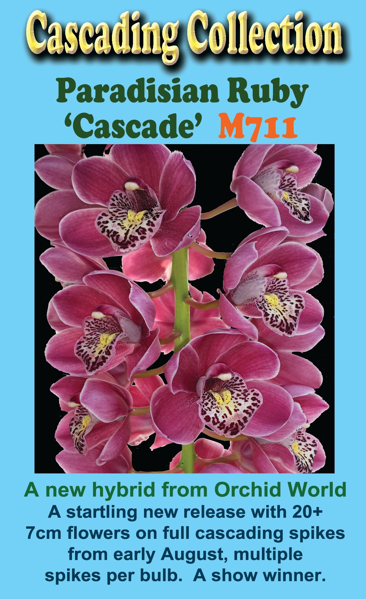 Cymbidium Paradisian Ruby ' Cascade' Pendulous whoppers !