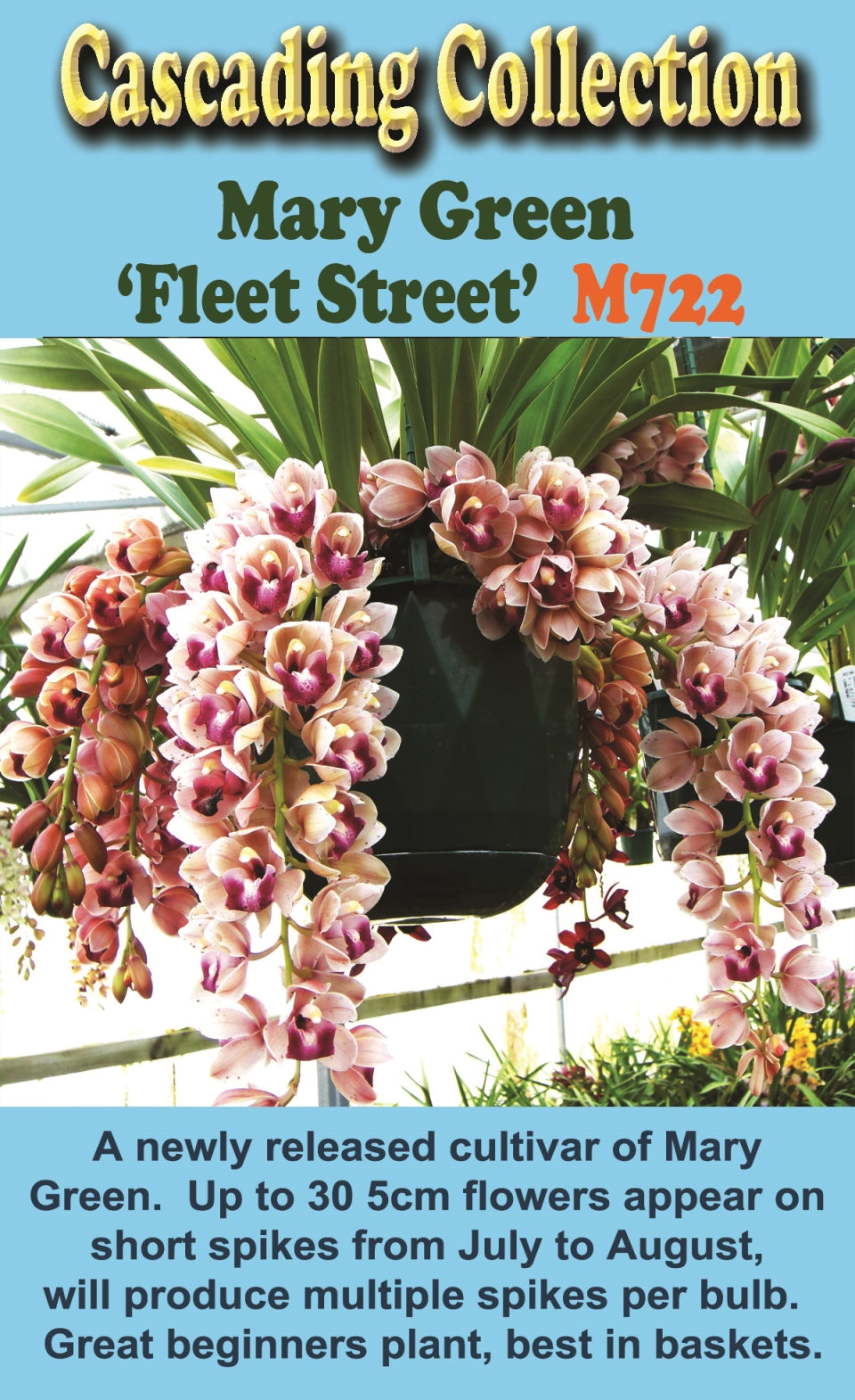 Cymbidium Mary Green 'Fleet Street'