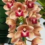 Cymbidium Mary Green 'Fleet Street'