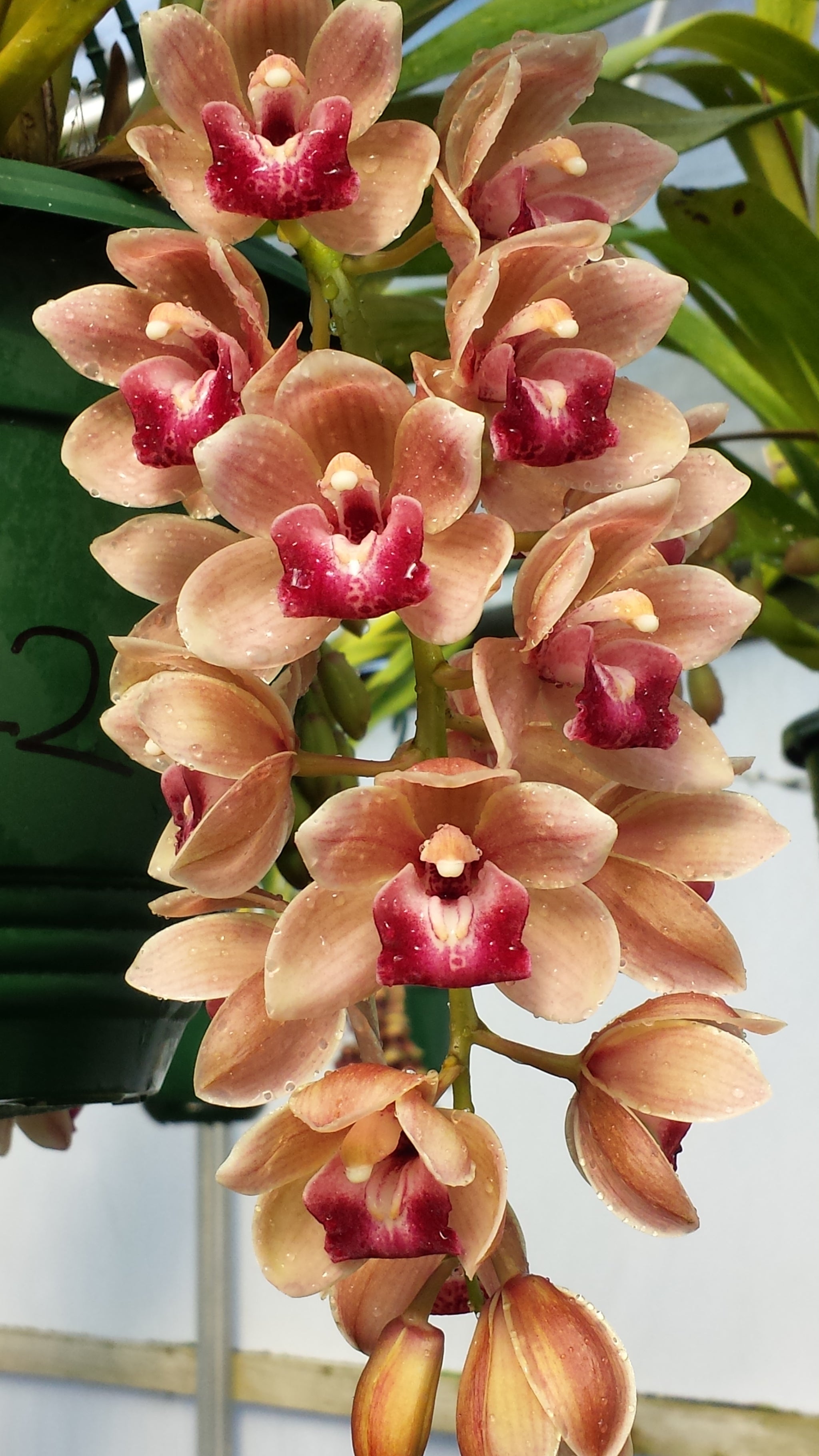 Cymbidium Mary Green 'Fleet Street'