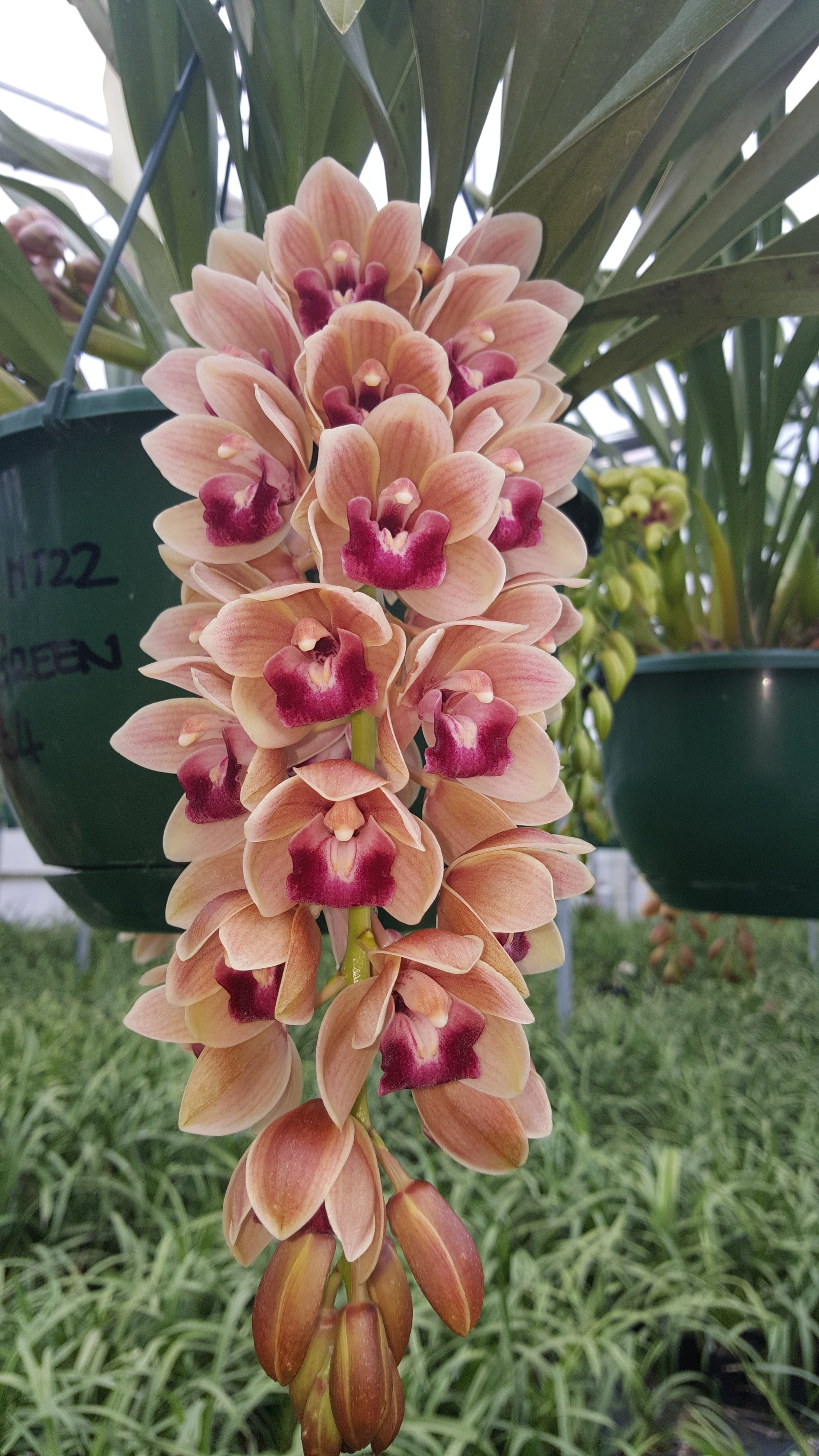 Cymbidium Mary Green 'Fleet Street'