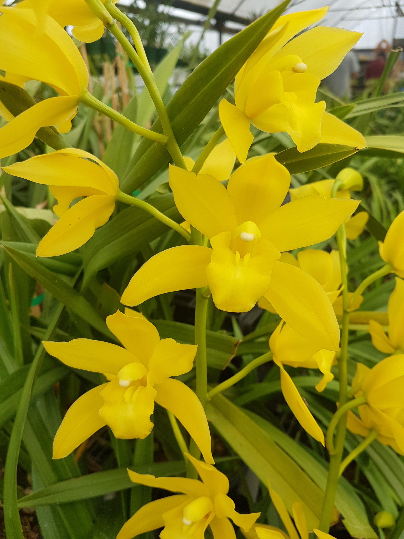 Cymbidium Enzan Summer 'Sunshine'