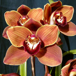 Cymbidium Kiri Te Kanawa 'Pauline Rae'