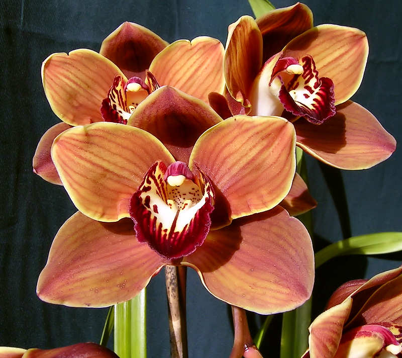 Cymbidium Kiri Te Kanawa 'Pauline Rae'